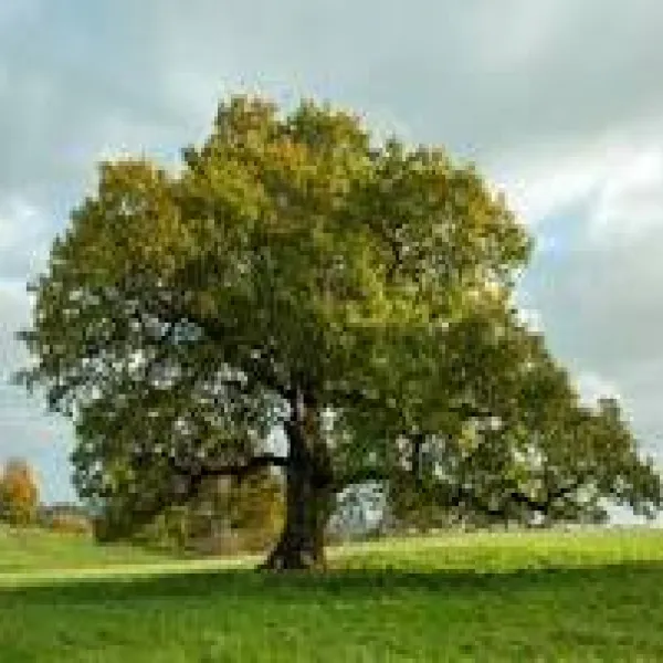 Mathematics / Statistics / Mechanics / Physics