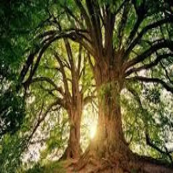 Pure mathematics / Statistics /Mechanics /Physics