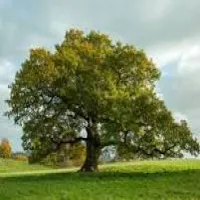 Mathematics / Statistics /Mechanics /Physics