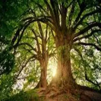 Pure mathematics / Statistics /Mechanics /Physics